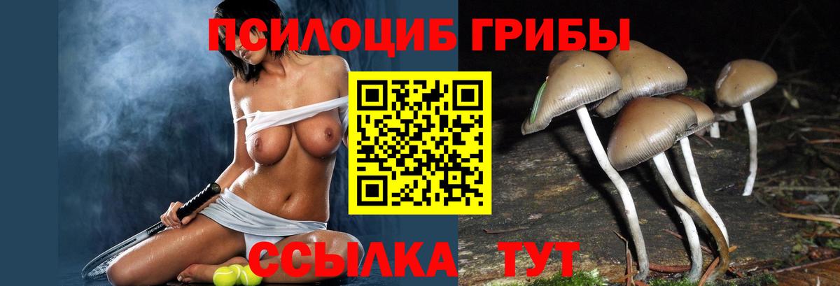 Галлюциногенные грибы Psilocybine cubensis Шахты
